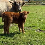 Bockagh Farm Alpstuga