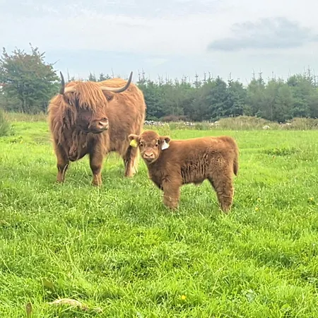 Bockagh Farm 샬레